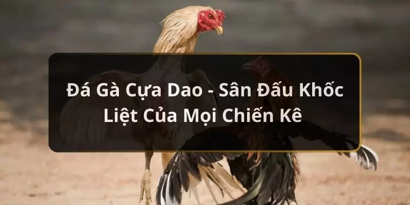 đá gà cựa dao